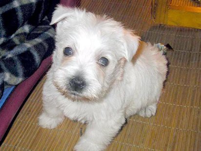 Estafas en compras de perros ¡No te dejes engañar cuando compres un perro! - facilisimo.com